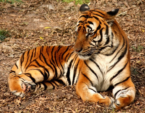商王的動物園（五）兩隻老虎，……（第一隻）